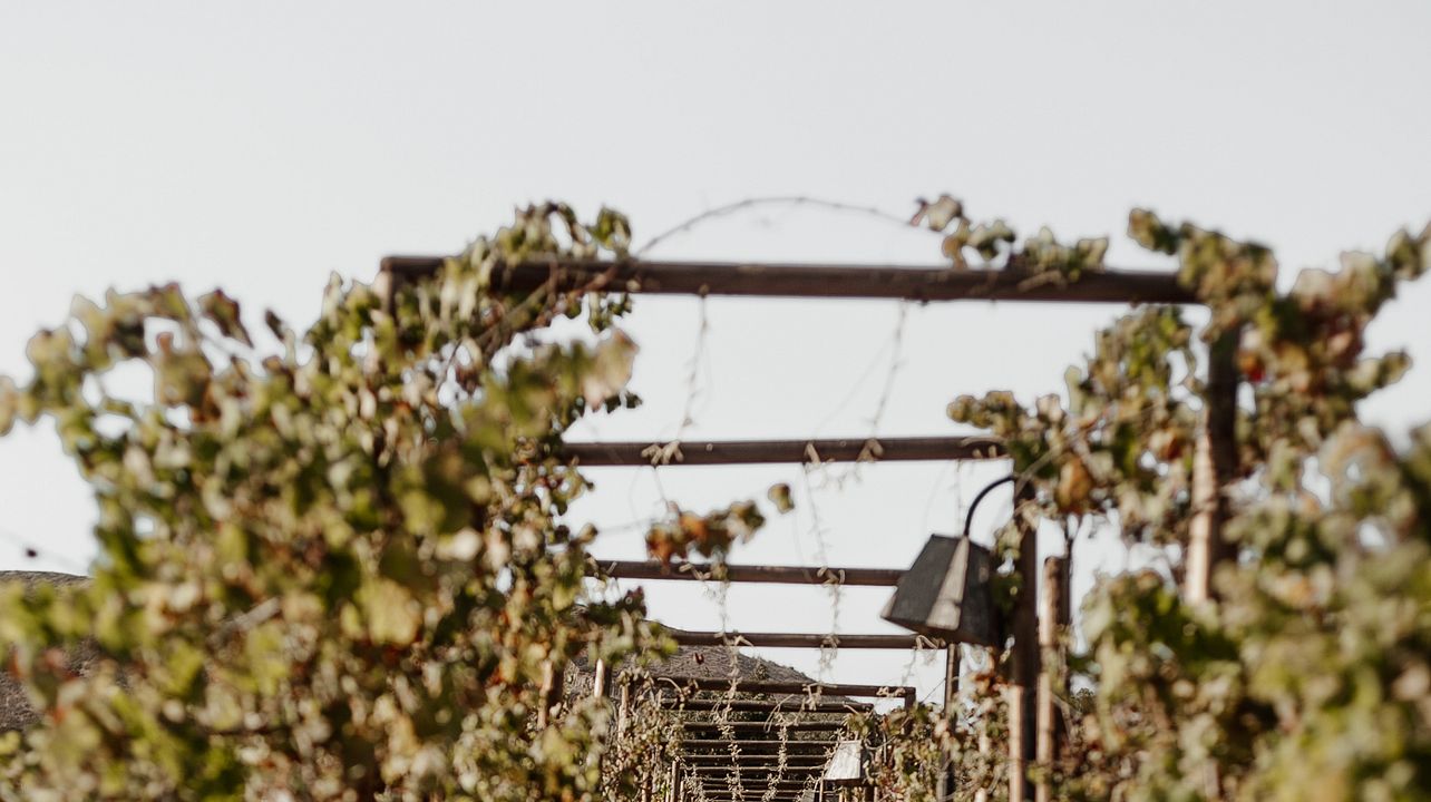 Discover Guadalupe Valley as Local