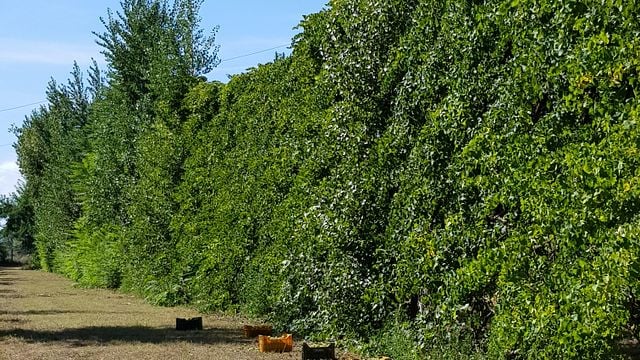 Una historia de hace 3000 años. Visita uno de los viñedos más antiguos del mundo | Cantine Bonaparte 