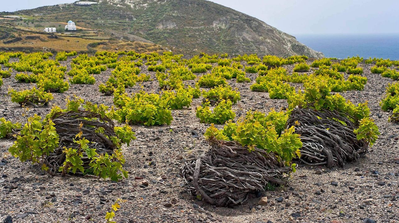Visite privée des vins