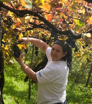 Cantine Giuseppe Apicella 