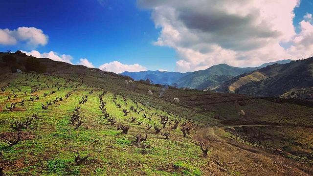 Degustazione di vini e visita al Celler Joan Simó