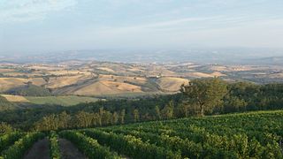Cata de vinos y visita a la bodega ecológica Basile