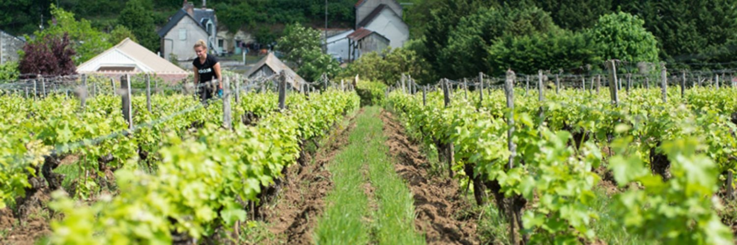 Clos Russely - Vineyards