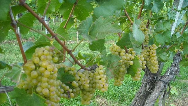 Visita y degustación en Bodega Pock