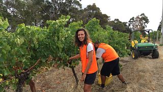 Dégustation de vins et visite du vignoble Stormflower