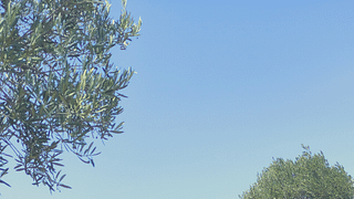 Dégustation de vin et d'huile d'olive : choisissez votre aventure | Masetplana
