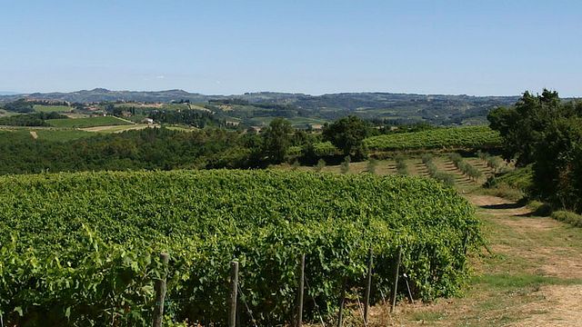 Degustazione e visita presso l'Azienda Agricola Campochiarenti