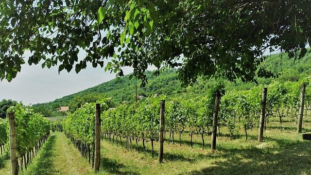 Cata de vinos en Rejiji Wines