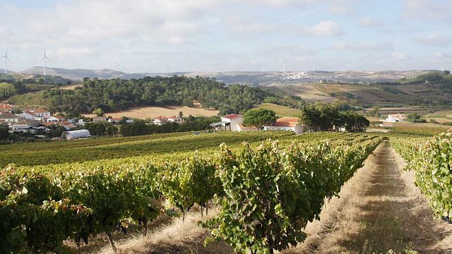 Profitez d'un déjeuner premium avec des accords mets et vins à la Quinta da Boa Esperança