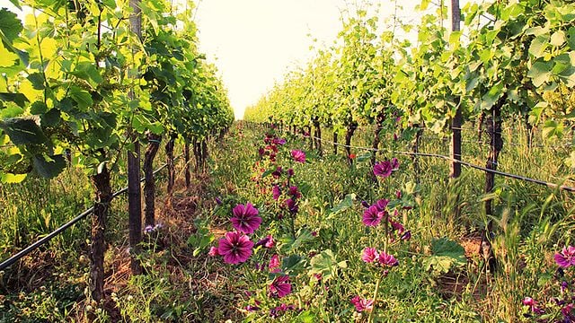 Weingut Eymann
