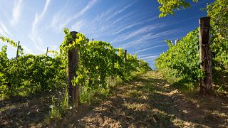 Private Wine Tasting Tour from Istanbul