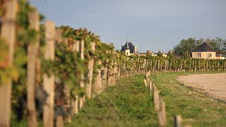 Acaibo Winery