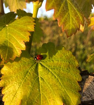 Anta de Cima | ARGILLA Wines