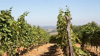 Degustazione di vini e visita alla cantina Illica