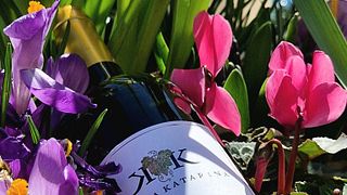 Korta Katarina Winery
