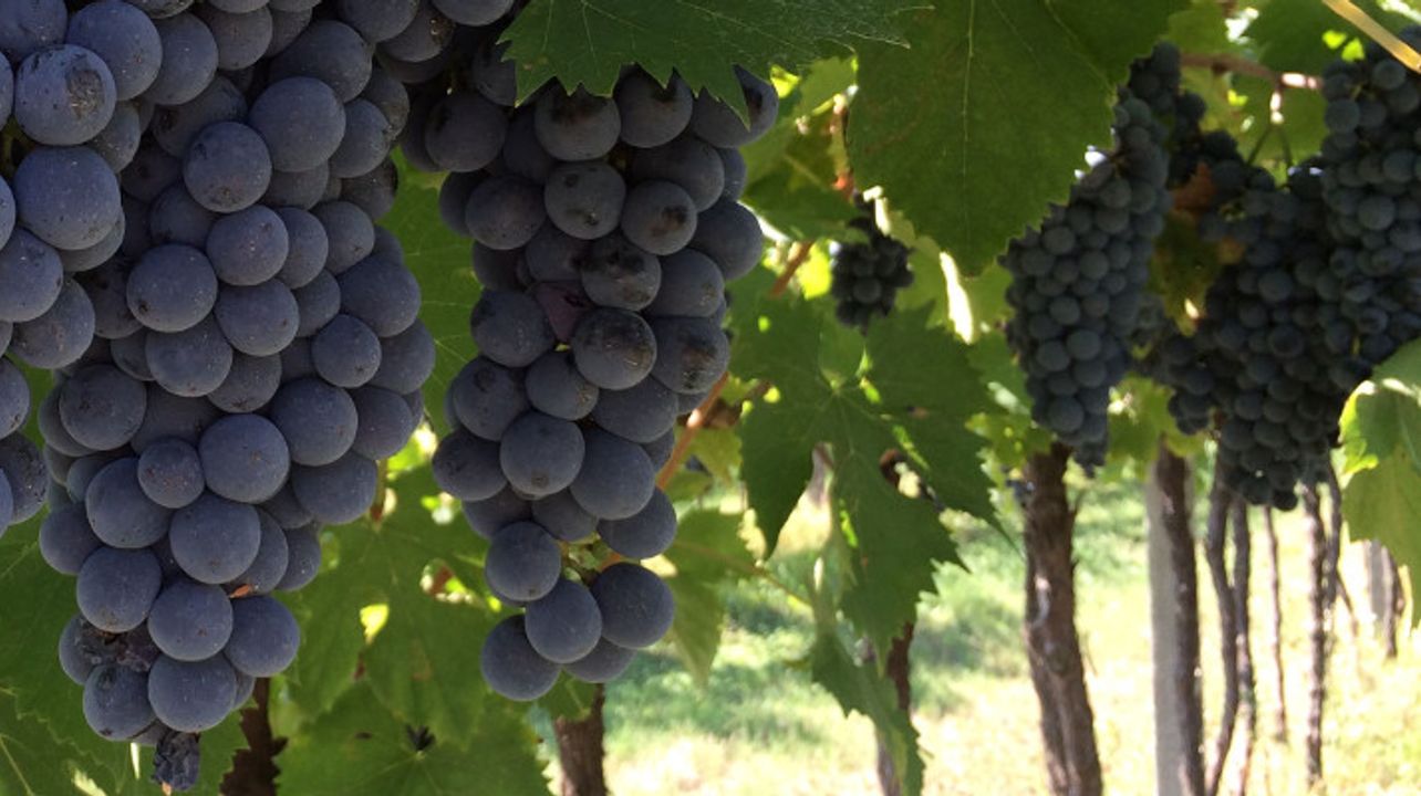 La Pesenata
