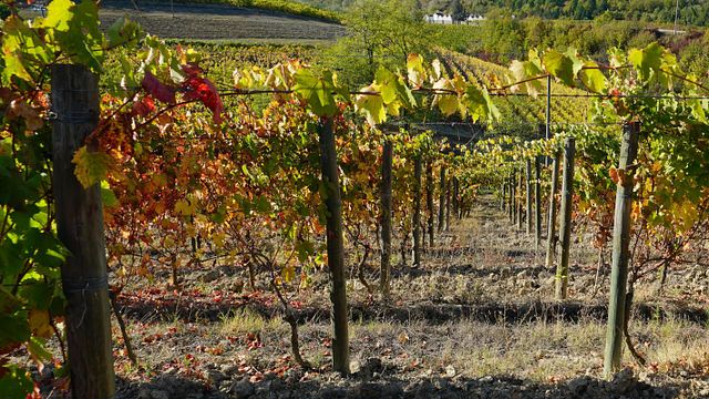 Piedmont’s Franco Ivaldi Wine & Scenic Tasting