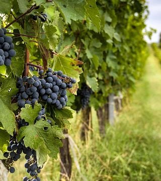 Poggio del Moro Boutique Winery