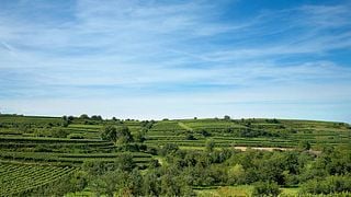 Degustação de vinhos e tour no Weingut Trautwein