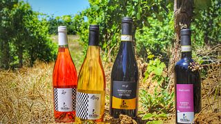 Degustazione Deluxe di 3 vini alla Cantina Olivero