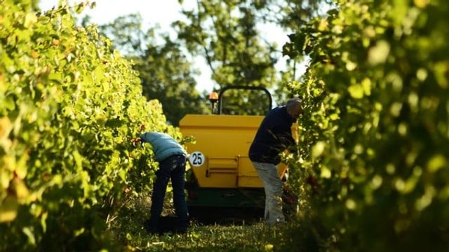 Cata de vinos y visita a Clos Cavenac