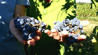 Biodynamic Wine Journey at Wassmann