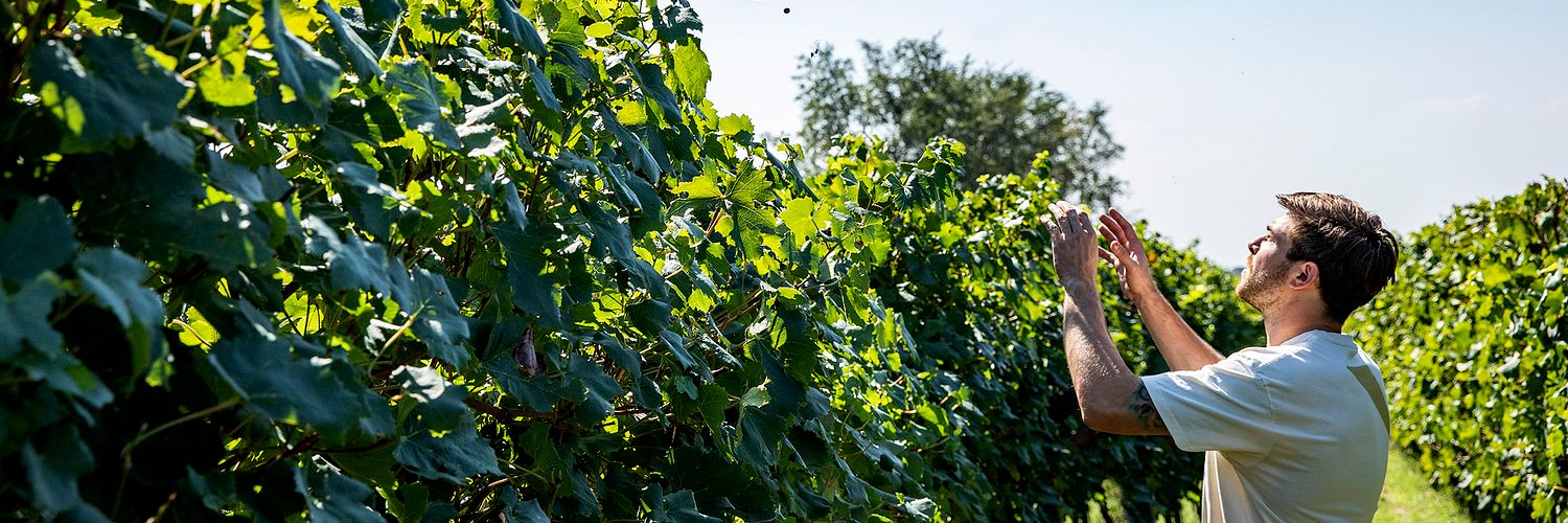 La Ca Vendemmia F0A3934