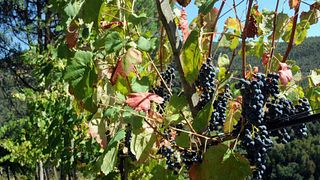 Visita e Prova de Vinhos na Quinta Das Escomoeiras