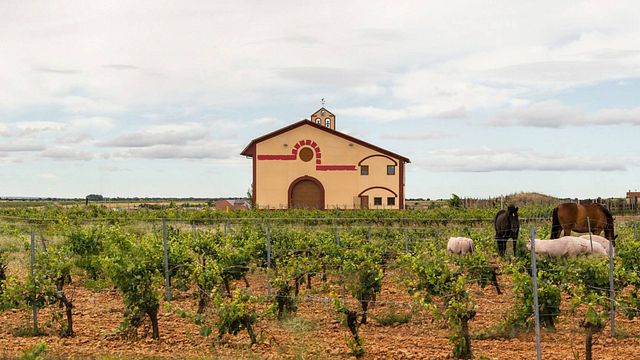 Degustazione di vini e tour a El Sueño De Las Alforjas
