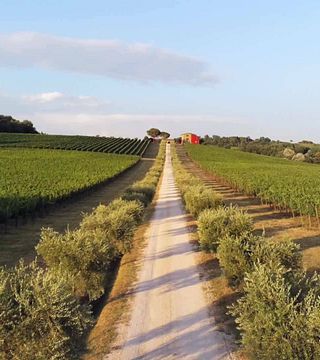 Terre Margaritelli Winery