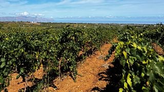 Reise durch die Weine des Weinguts Tola – Zwischen Eleganz und Territorium