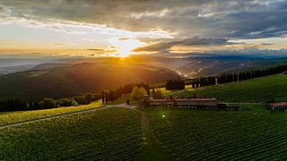 Brič Winery: A Gem in Slovenian Istria