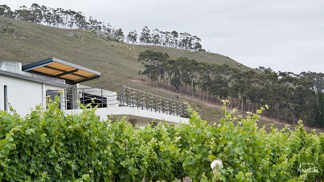 Arra Vineyards