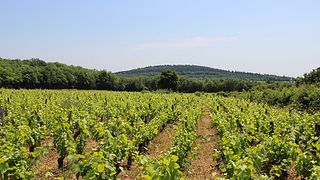 Vingårdsbesök och provsmakning | Domaine de Cardon