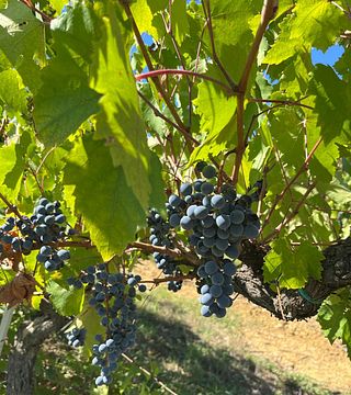 Lunch & Wine Tasting
