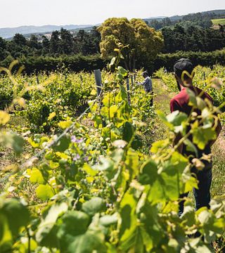 Quinta Do Sanguinhal