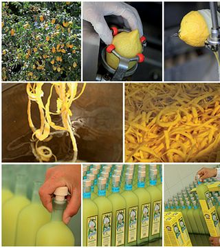 Visite et dégustation de limoncello à l'Azienda Agricola Il Convento