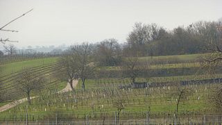Cata de vinos y visita guiada en Weingut Umathum