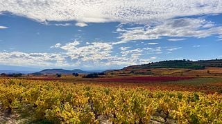 Heldagstur till Rioja