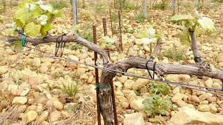 Degustazione di vini al Domaine Saint Laurent