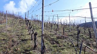 Dégustation de vins et visite chez Wein+Gut Oster
