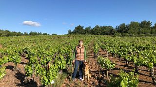Bodega Y Viñedos Hija De Anibal