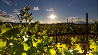 Sept types de dégustation de vins avec des amuse-gueules locaux