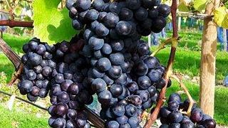 Degustazione di vini presso il vigneto High Clandon Estate