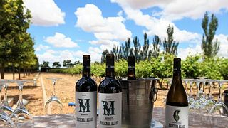 Cata y tour de vinos en Hacienda Albae