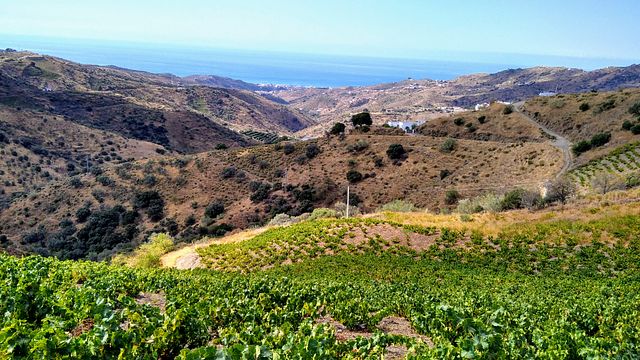 Viñedos verticales