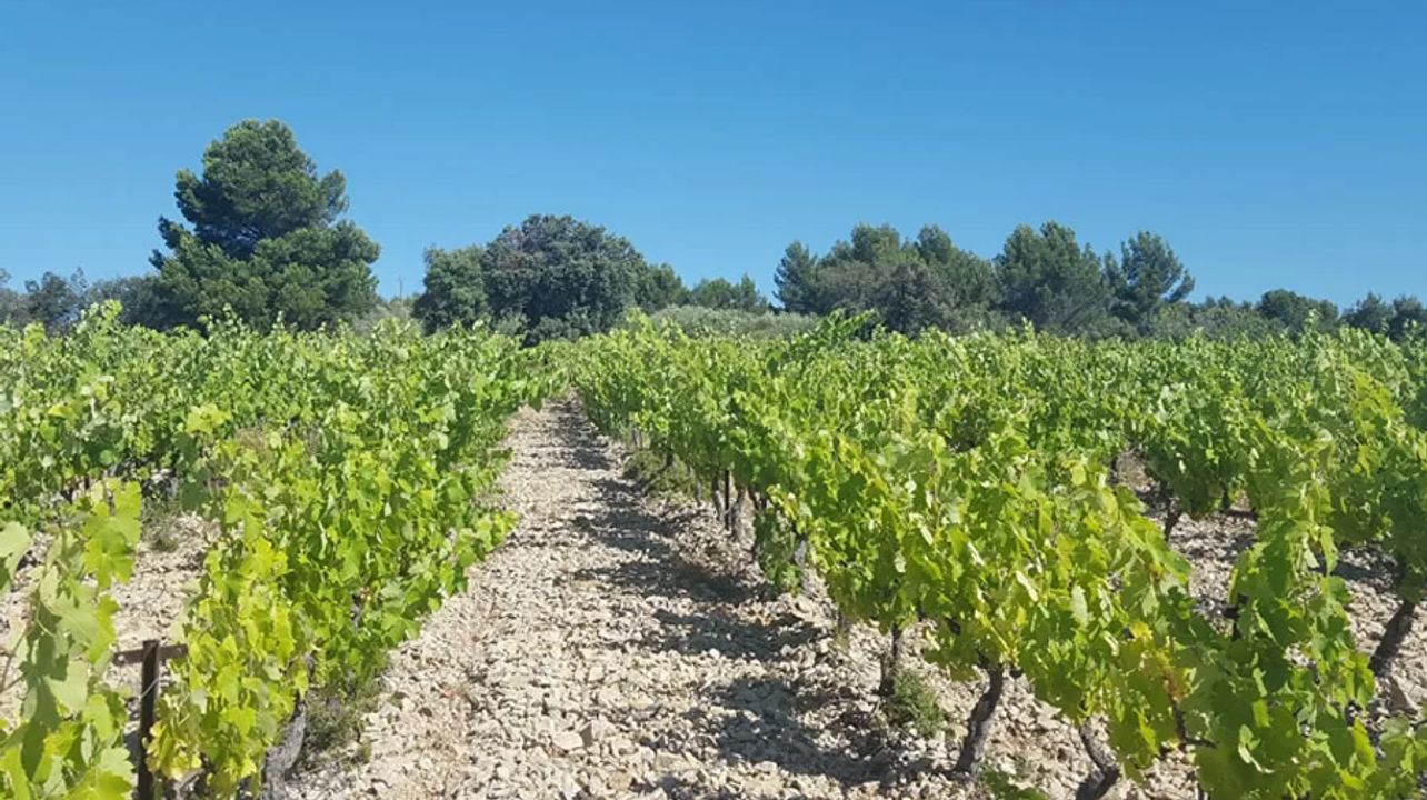 Minnesvärd rundtur på Domaine De L'oustal Blanc