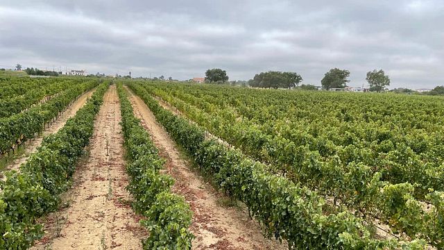 Dégustation de vins haut de gamme et visite chez Filipe Palhoça Vinhos