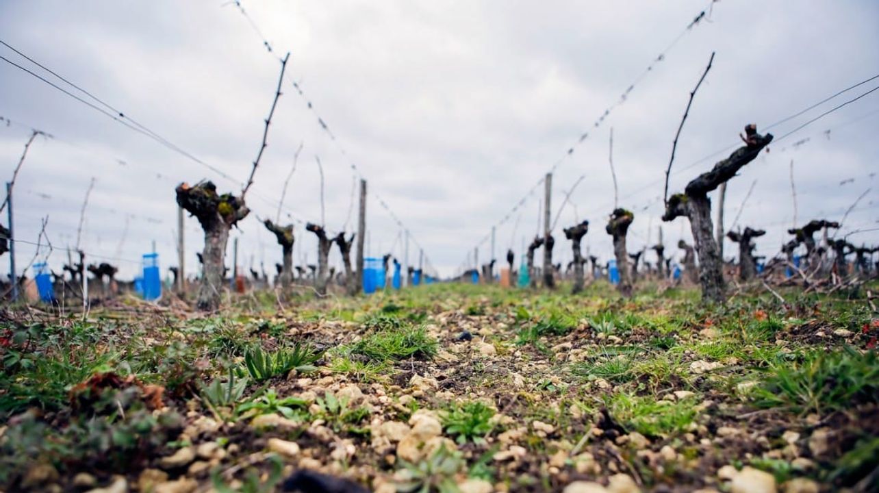 Champagneprovning, ostparning och rundtur på Champagne J. de Telmont