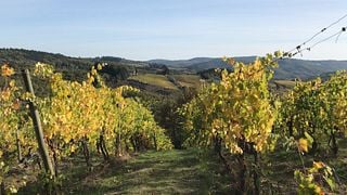 Visita privada a um Chianti com almoço incluído (meio dia) saindo de Florença.
